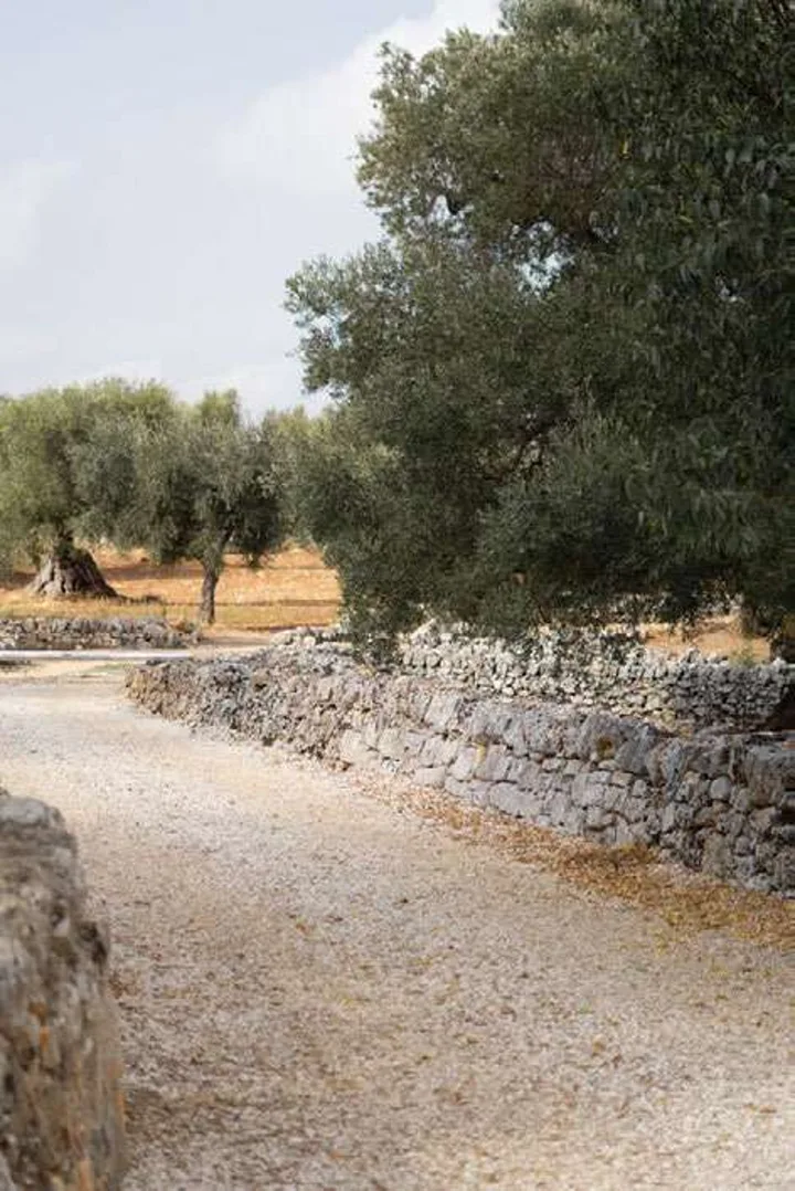 חורשת זיתים עתיקה בשטח המסריה
