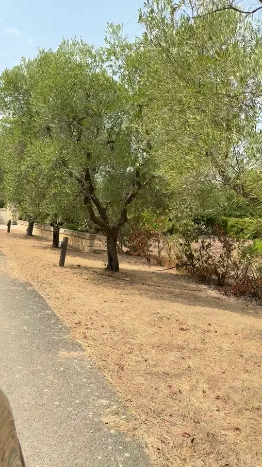 הרגע שנכנסנו לשער האחוזה